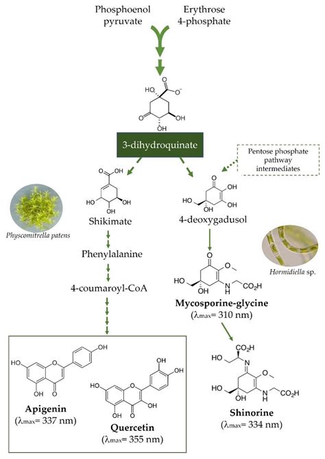 The Role Of Flavonoids In Plant Terrestrialization Encyclopedia Mdpi