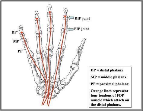 Jersey Finger - Alchetron, The Free Social Encyclopedia