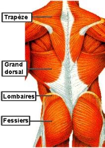 La Musculation Du Dos Exercices Recommand S Sans Mat Riel Super