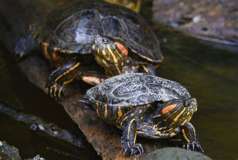 How Big Do Red Eared Sliders Get Size And Growth Chart More Reptiles