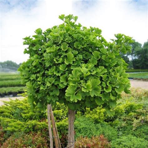 Ginkgo Biloba ”mariken” Rasadnik Novi Sad Yuflor