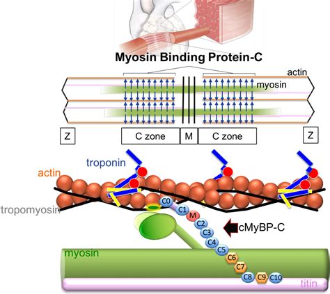 Heart And Sole The Functional Role Of Fast Skeletal Myosin Binding