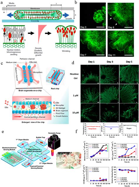 Pdf Engineering Microfluidic Organoid On A Chip Platforms Semantic