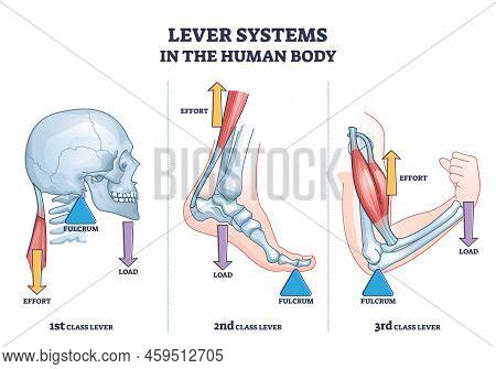 Lever Systems Human Vector & Photo (Free Trial) | Bigstock