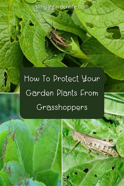 How To Naturally Protect Plants From Grasshoppers In 2024 How To Kill Grass Plants Garden Bugs