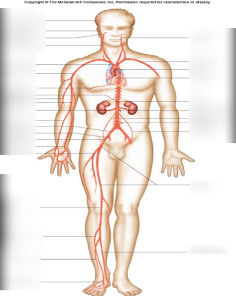 Blood Vessel Lab Arteries Full Body Diagram Quizlet