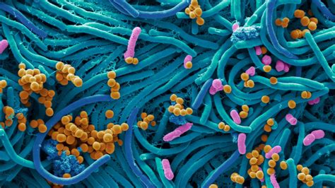 microbial marvels  unseen forces shaping  health  ecosystem