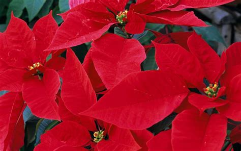 Poinsettias Wallpaper Nature And Landscape Wallpaper Better