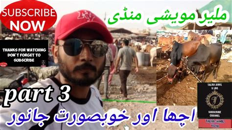 Malir Mandi Karachi Pakistan Memon Goth Mandi Qurbani