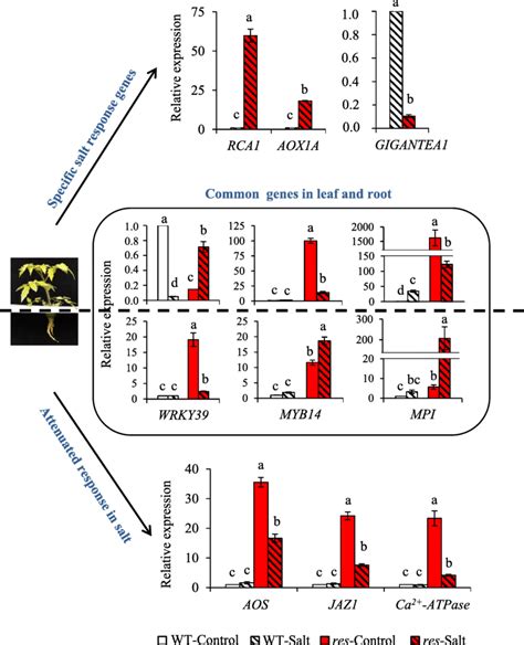 RT QPCR Analysis Of Relevant DEGs Between WT And Res In Absence Of Salt