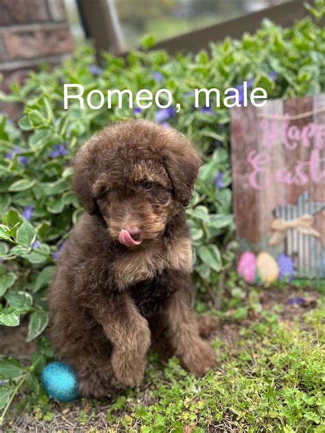 Mayes County Pets Classifieds | Medium Aussiedoodle’s | Facebook