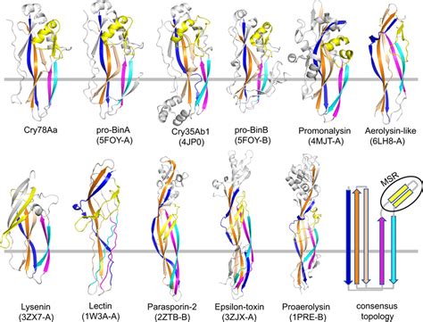 The Ctd Pore Forming Domain Of Cry Aa Resembles Those Of Aerolysin