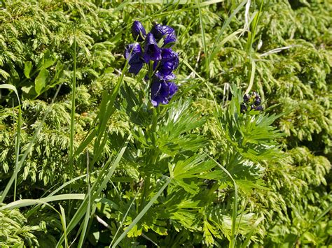 Aconitum Tauricum