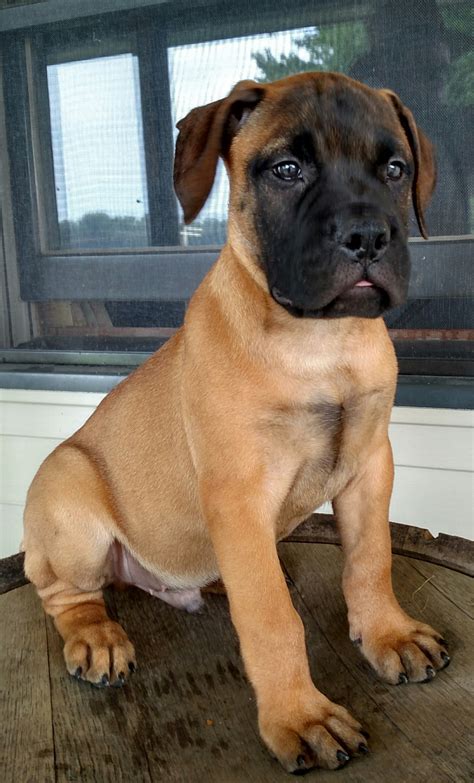 Bullmastiff Puppies For Sale Odon In 236040 Petzlover