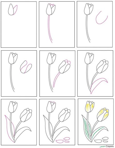 Drawing A Tulip Step By Step