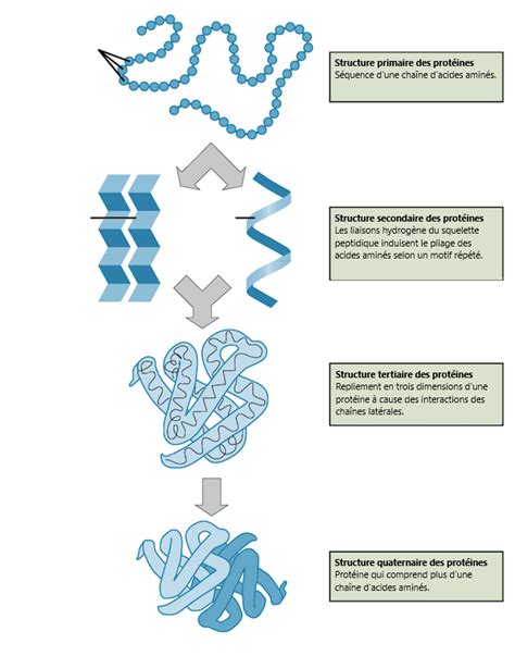 Structure Polypeptidique Primaire