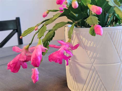 Repotting Christmas Cactus Step By Step Guide Just Houseplants