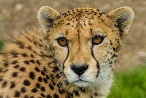 Big Cats Cheetahs Glance Snout Hd Wallpaper Rare Gallery