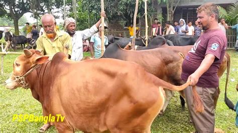 আজ বুধবার ৬ জুলাই হায়দার ভাই কি দামে কুরবানীর ষাঁড় গরু কিনলেন ফাসিলা ডাঙ্গা হাট