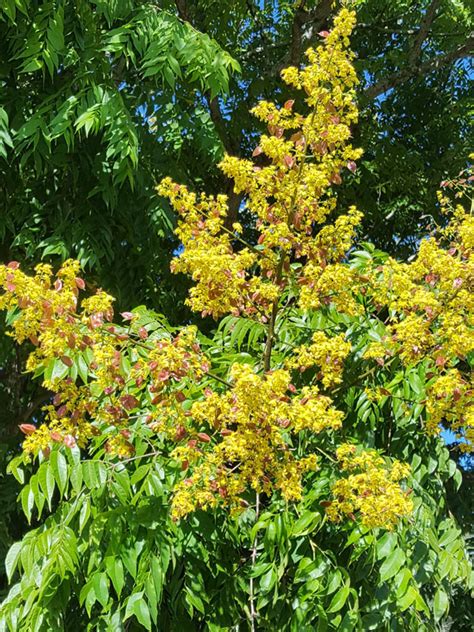 Golden Rain Tree Koelreuteria Paniculata Kens Nursery