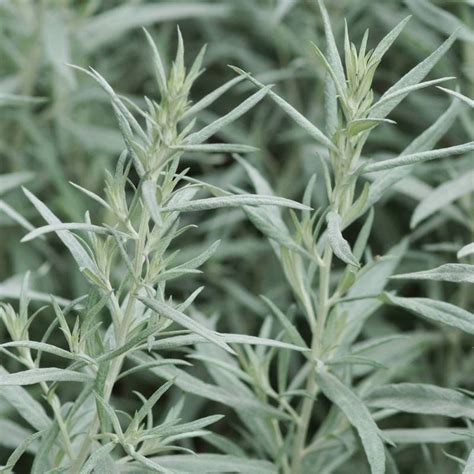 Artemisia Ludoviciana Silver Queen”