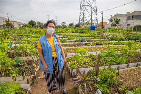 Hortas urbanas da Copel expandem consumo de orgânicos e incentivam