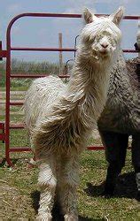 Meet a Suri Alpaca – Great Lakes Alpaca Association