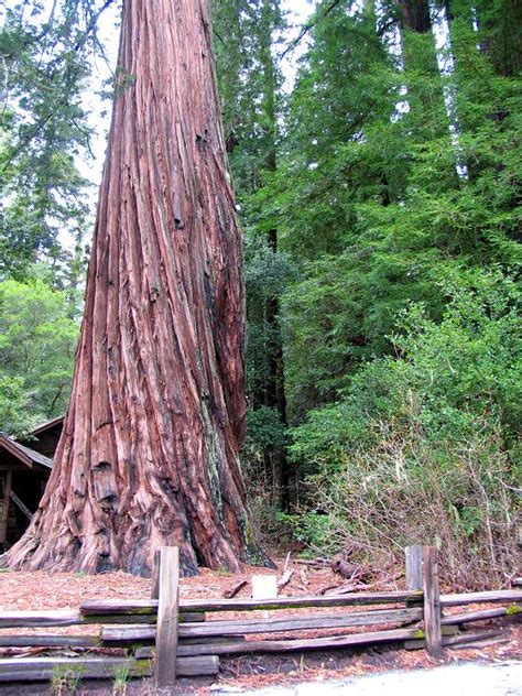 Redwoods Photo Gallery Of Redwood Trees