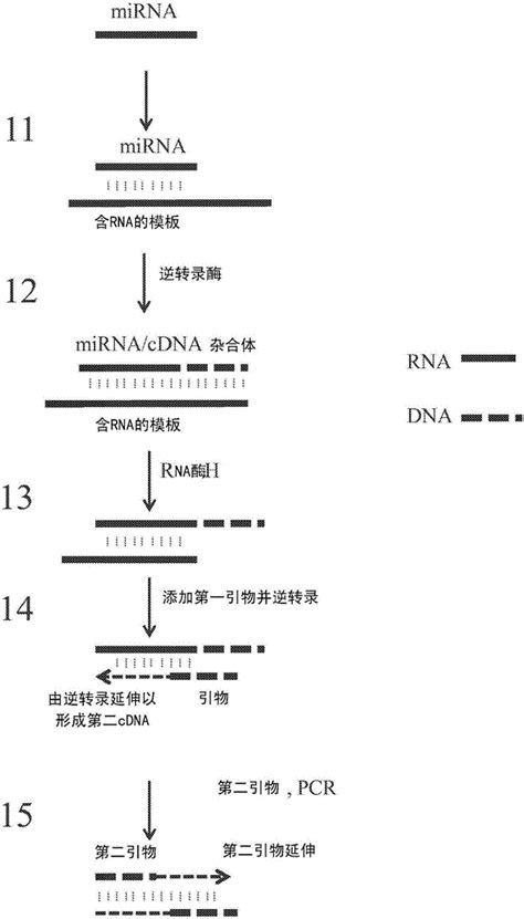 RNA扩增方法与流程 2