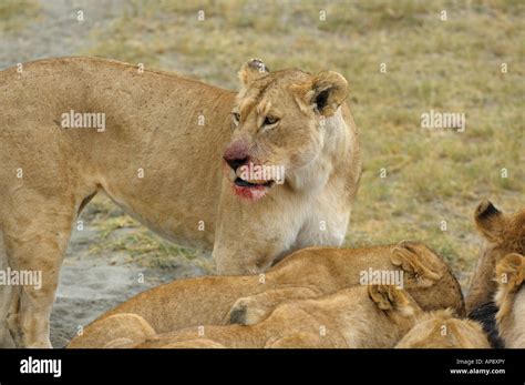 Lion Pride At A Wildebeest Kill Ngorongoro Crater Tanzania Stock