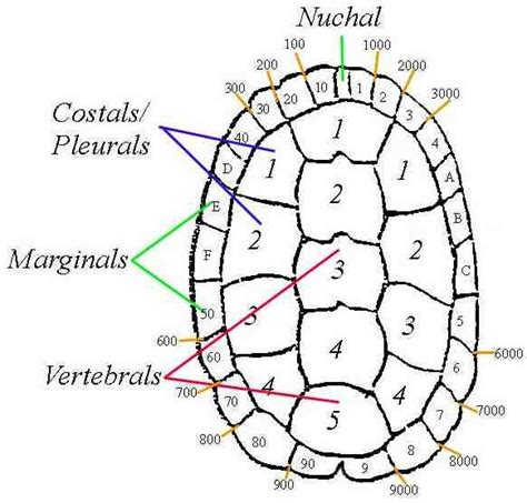 Terrapin Identification: Marginal Notching System