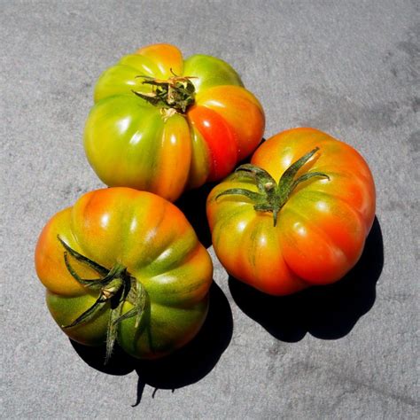 How To Ripen Tomatoes Off The Vine The Best Way To Ripen