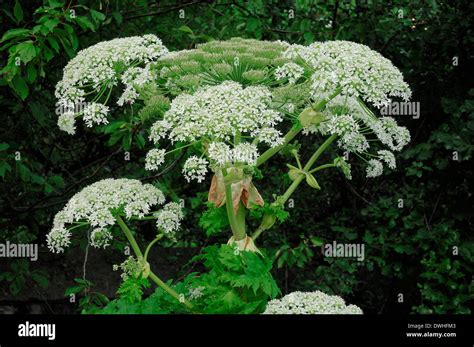 Giant Hogweed Giant Cow Parsnip Or Giant Cow Parsley Heracleum