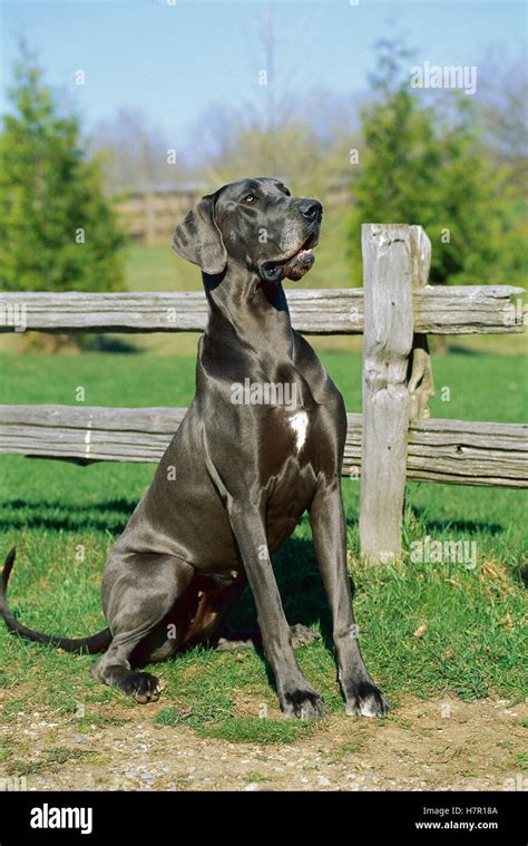 Blue Great Danes