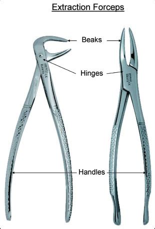 Dental Forceps Types