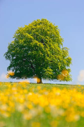 Pohon Beech Besar Tunggal Di Ladang Dengan Puncak Pohon Yang Sempurna