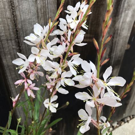 Oenothera Lindheimeri Syn Gaura Lindheimeri Lindheimer S Beeblossom