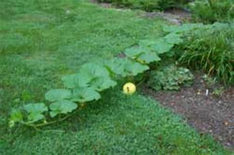 Tips for Growing Pumpkins - HorticultureHorticulture