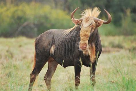 17 Best images about King Wildebeest Breeding on Pinterest | Unusual animals, Animals beautiful ...