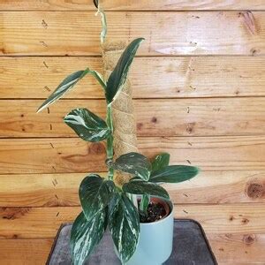 Monstera Standleyana Aurea Variegata On Moss Pole Pick Your Plant