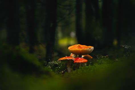 Amanita muscaria AKA fly agaric fly amanita punakärpässi Flickr