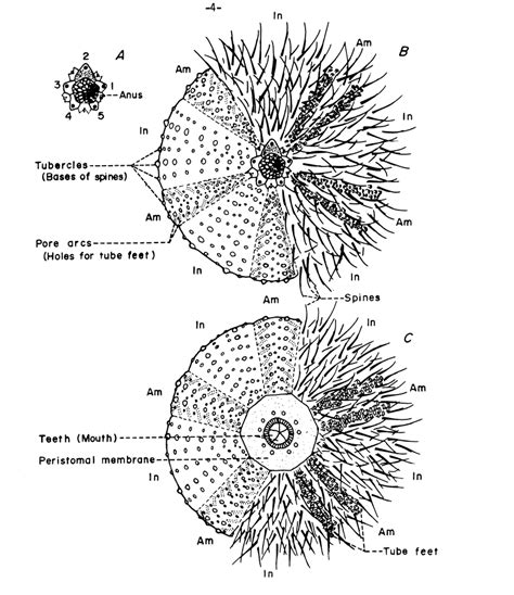 an image of two sea urchins labeled in black and white