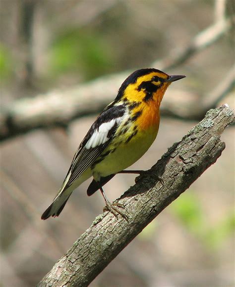 Blackburnian Warbler Blackburnian Warbler On Migration Petroglyph