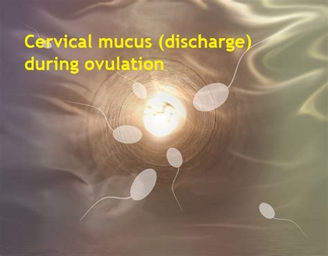 What does your Discharge look like when you are Ovulating ...