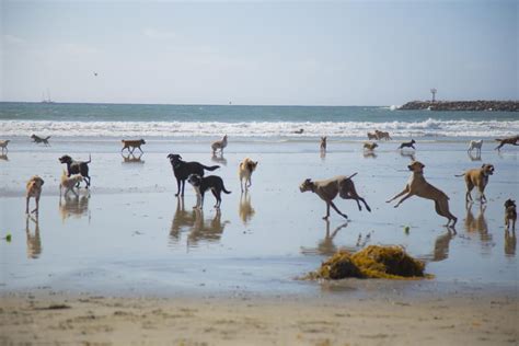 The Top 10 Dog Friendly Beaches in San Diego - Veterinarians.org