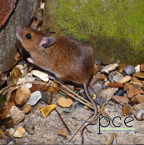 The Best Way To Get Rid Of Mice And Rats Around Your Alabama Home