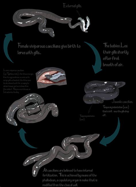 The life cycle of viviparouscaecilians with metamorphosis | Biology art, Science illustration ...