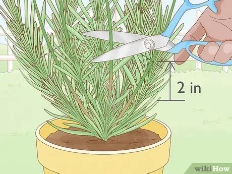 How To Plant Lavender In Pots Steps With Pictures Artofit