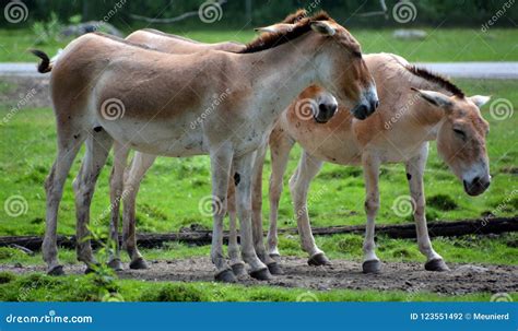 O Hemionus Do Equus Do Onagro Foto De Stock Imagem De Montanha Asno