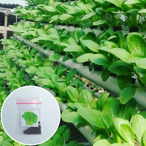 Jual 100 Biji Benih Sawi Pakcoy Green Pakchoy Sangat Cocok Untuk